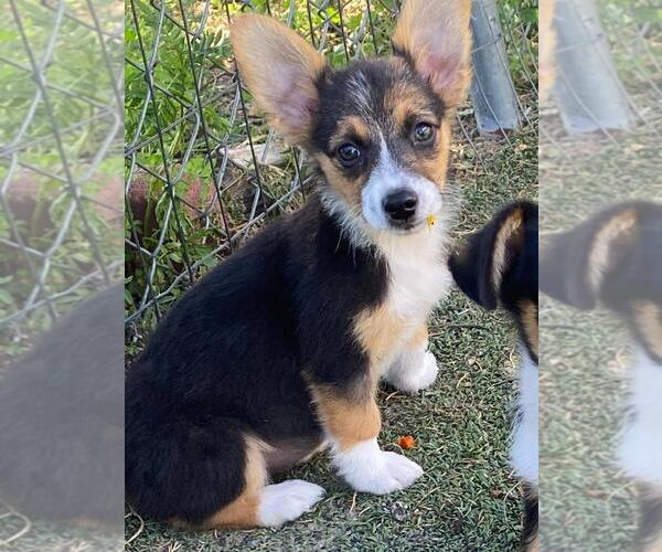 Medium Photo #1 Aussie-Corgi Puppy For Sale in BRIGGSDALE, CO, USA