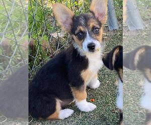 Aussie-Corgi Puppy for sale in BRIGGSDALE, CO, USA