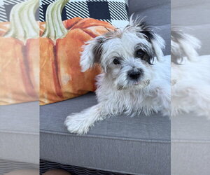 Shih Tzu-Unknown Mix Dogs for adoption in Aurora, IN, USA