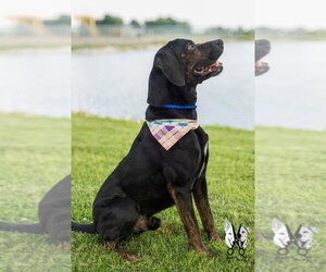Walter - Male Labrottie Dog for Adoption - Photo #11