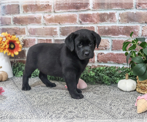 Medium Photo #5 Labrador Retriever Puppy For Sale in SYRACUSE, IN, USA