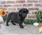 Jade - Female Labrador Retriever Puppy for Sale - Photo #5