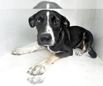 A663011 - Male German Shepherd Dog-Unknown Mix Dog for Adoption - Small photo