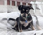 Small #3 Chihuahua Mix