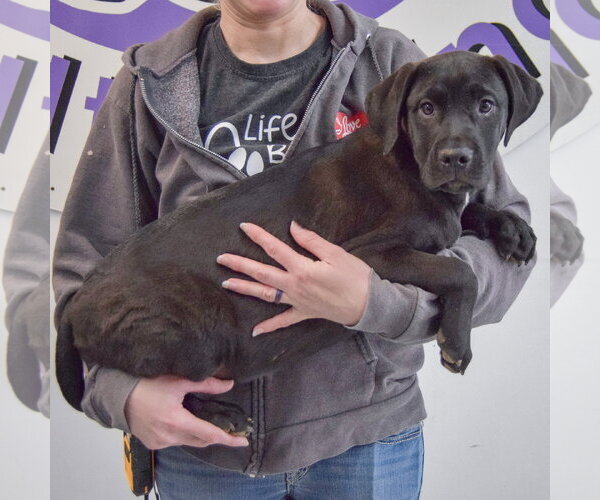 Medium Photo #2 American Staffordshire Terrier-Unknown Mix Puppy For Sale in Huntley, IL, USA