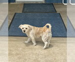 Small #6 Havanese