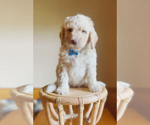 Goldendoodle Puppy for sale in FARGO, ND, USA