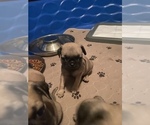 Small Photo #5 Pug Puppy For Sale in HEREFORD, AZ, USA
