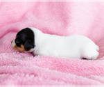 Small #10 Fox Terrier (Smooth)-Fox Terrier (Toy) Mix