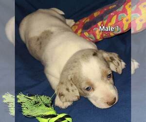Dachshund Puppy for Sale in BELEN, New Mexico USA