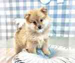 Small Photo #2 Pomeranian Puppy For Sale in MARIETTA, GA, USA