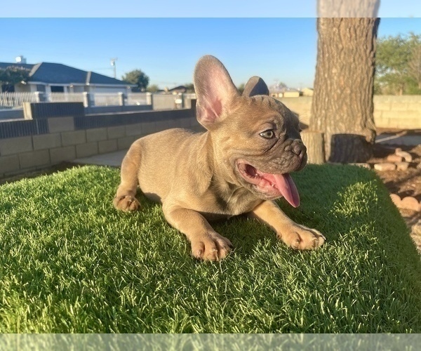 Medium Photo #3 French Bulldog Puppy For Sale in LONG BEACH, CA, USA