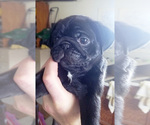 Small Photo #6 Pug Puppy For Sale in BULLARD, TX, USA