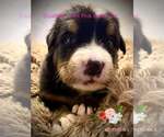 Small Photo #5 Bernese Mountain Dog Puppy For Sale in CLINTON, MO, USA