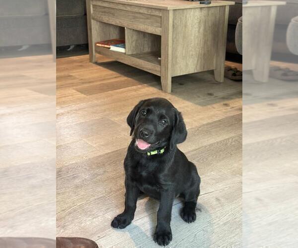 Medium Photo #8 Labrador Retriever Puppy For Sale in PLANO, TX, USA