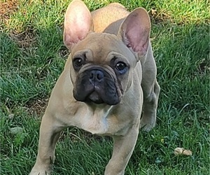 French Bulldog Puppy for sale in SPRINGFIELD, OR, USA