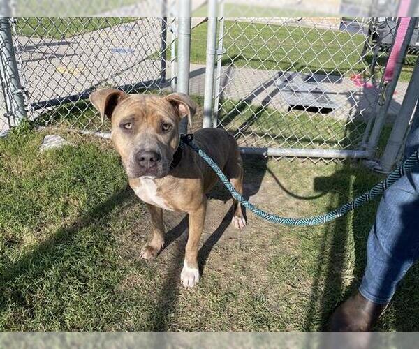 Medium Photo #2 American Pit Bull Terrier-Unknown Mix Puppy For Sale in Corpus Christi, TX, USA