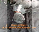 Small #6 American Pit Bull Terrier