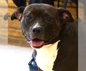 Lola - Female Mutt Dog for Adoption - Photo #5