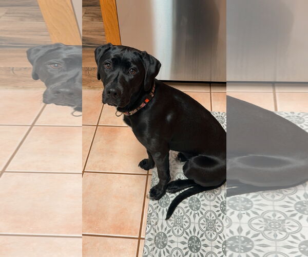 Medium Photo #8 American Pit Bull Terrier-Labrador Retriever Mix Puppy For Sale in Princeton, MN, USA