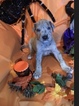 Small Photo #6 Great Dane Puppy For Sale in ALBERTVILLE, AL, USA