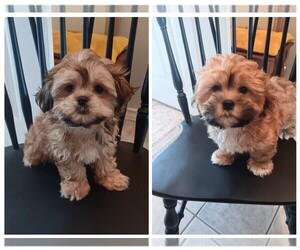 Mal-Shi Puppy for sale in ADKINS, TX, USA