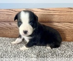Small #4 Australian Shepherd