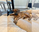 Small American Bulldog-Doberman Pinscher Mix