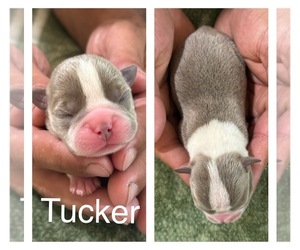 Medium Boston Terrier