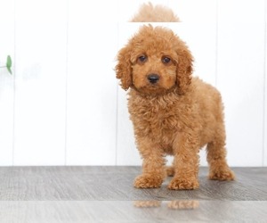 Goldendoodle Puppy for sale in BEL AIR, MD, USA