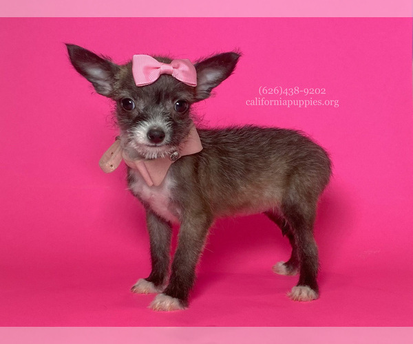Medium Photo #4 Chihuahua Puppy For Sale in BREA, CA, USA