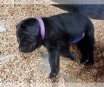 Small Photo #2 Labrador Retriever Puppy For Sale in FLAGLER, CO, USA