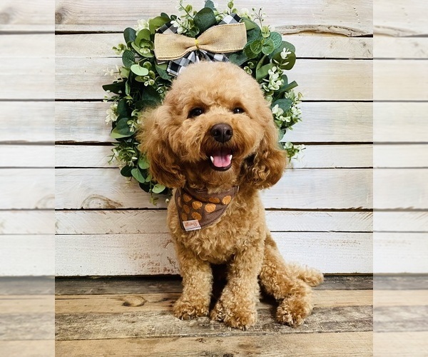 Medium Photo #1 Poodle (Toy) Puppy For Sale in SAINT AUGUSTINE, FL, USA