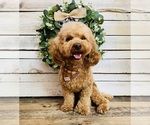 Small Photo #1 Poodle (Toy) Puppy For Sale in SAINT AUGUSTINE, FL, USA