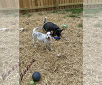 Small #2 Mutt