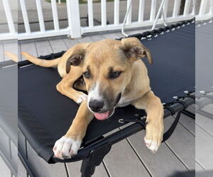 Labrador Retriever-Unknown Mix Dogs for adoption in Fargo, ND, USA