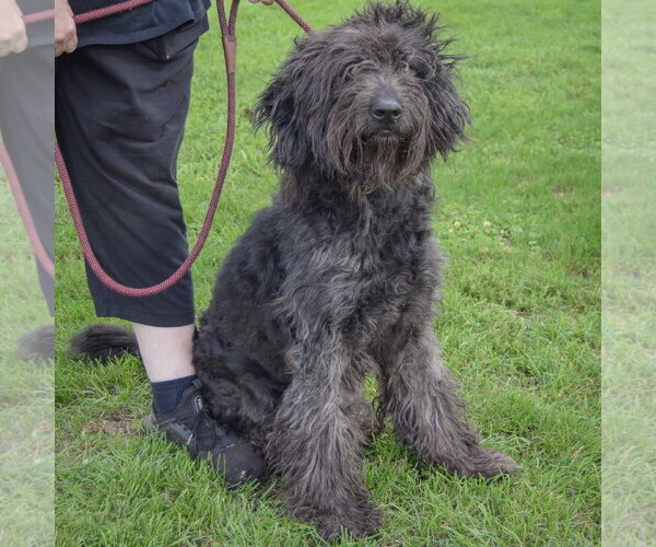 Medium Photo #4 Mutt Puppy For Sale in Huntley, IL, USA