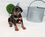 Small Photo #13 Doberman Pinscher Puppy For Sale in GOSHEN, IN, USA