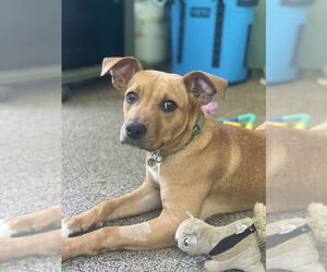 Mutt Dogs for adoption in Candler, NC, USA