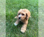 Small #3 Goldendoodle (Miniature)