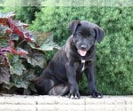 Small Photo #4 Labrador Retriever-Unknown Mix Puppy For Sale in FREDERICKSBG, OH, USA