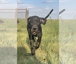 Small #1 Great Dane