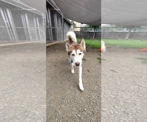 Blaze - Male Siberian Husky Dog for Adoption - Photo #3