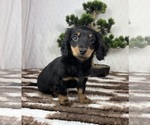 Small #3 Dachshund