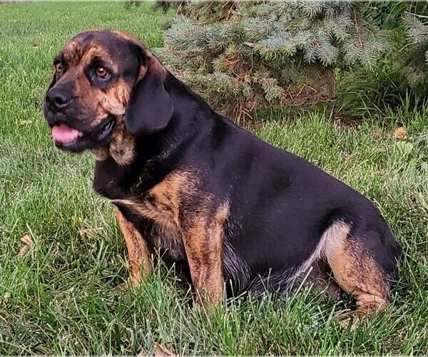 Medium Photo #1 Beabull Puppy For Sale in ARTHUR, IL, USA