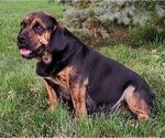 Small Photo #1 Beabull Puppy For Sale in ARTHUR, IL, USA