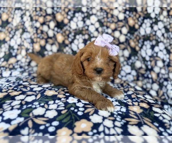 Medium Photo #2 Cavapoo (Miniature) Puppy For Sale in LAKELAND, FL, USA