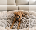 Small #2 Labrador Retriever Mix