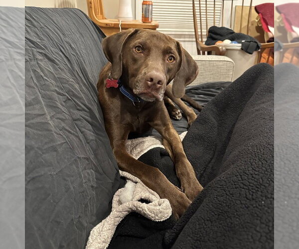 Medium Photo #2 Labrador Retriever-Unknown Mix Puppy For Sale in Boston, MA, USA