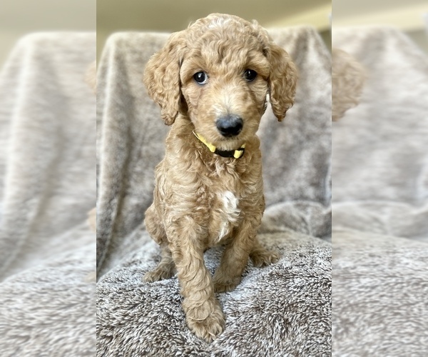 Medium Photo #1 Goldendoodle Puppy For Sale in GLENDALE, AZ, USA